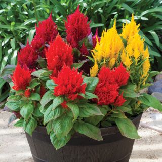 Bright Sparks Mix Celosia Thumbnail